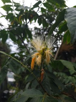 Ice-cream bran plant