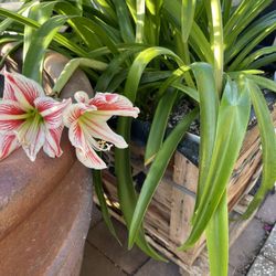 Plants