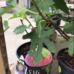 Little Miss Figgy  Fig Dwarf Species Plants Trees 2 Pack