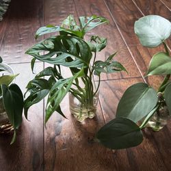 Swiss Cheese, Silver Sword, Brazil