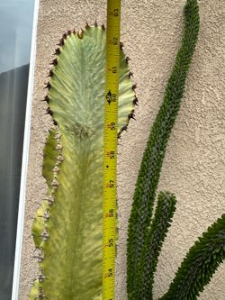 Variegated Euphorbia Ammak