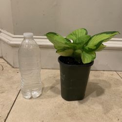 Rainforest sunrise Hosta plant  