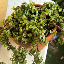 Portulacaria Africana Minima Hanging And Bush  Elegant Food Plant 