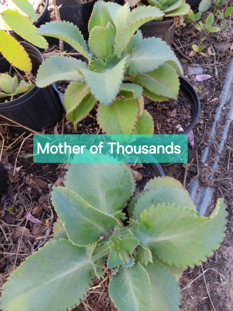 Mother Of Thousands Potted Plants