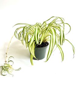 Spider Plants in 6” Nursery Container, Air Purifying Plants