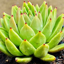 |Echeveria Agavoides|'Lemaire'|6"Pot|Easy Care| Drought Tolerant 🪴|
