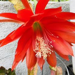 Epiphyllum | Orange | Pot