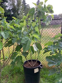 Chicago hardy fig tree