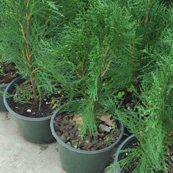 Pine Tulia 1gallon 