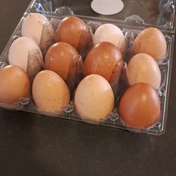 Fresh Chicken And Turkey Eggs 