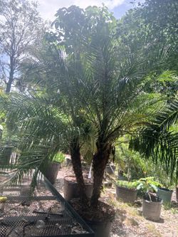 Robellini Palm 7-8ft Overall 🌴 $250