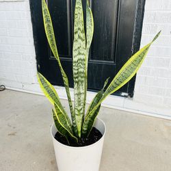 Snake Plant  25