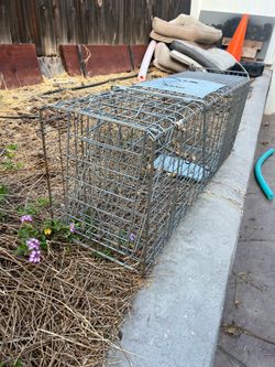 Live animal trap