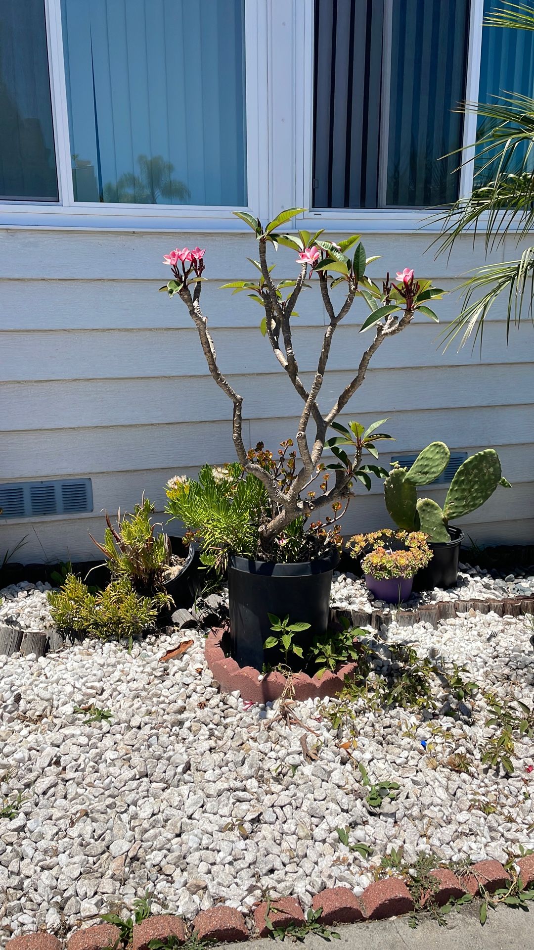 Plumeria