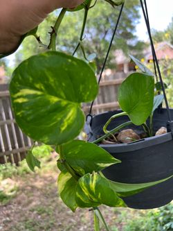 Medium plant