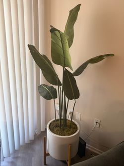 Beautiful Plant for Home MUST GO