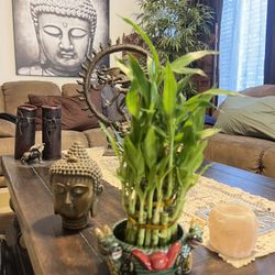 Lucky Bamboo Plant With Dragon Pot