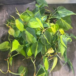 Philodendron Brazil