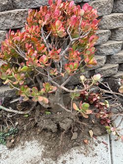 Part2: FREE PLANTS/Succulents