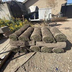 Sod