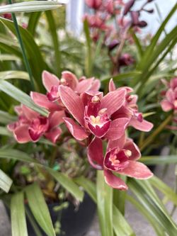 ORCHIDS.. NOW AVAILABLE!! 2025