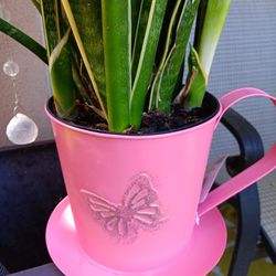 Snake Plant With New Pink Plant Holder 