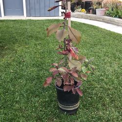 African Red Tree  $10 .   Insulinas, Other Plants, Varieties Of Succulents With Flowers. $3. $4.