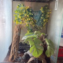 Crusted Geicko Cage With Mocha Boy