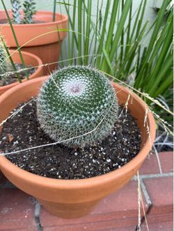 Cactuses with nice pots