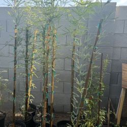 Thornless Chilean Mesquite Trees in 5G 6F The Tall From Ground Up $50 Each Firm Price