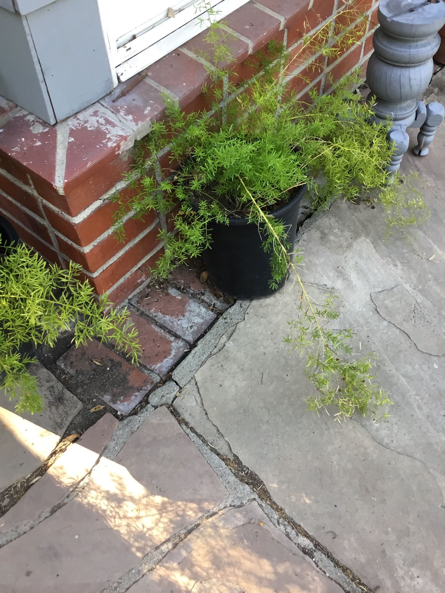 A lot Of Succulents Plants In House Backyard, Come Choose And Make Offer