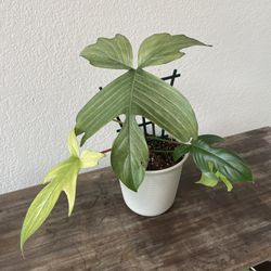 Philodendron Florida Ghost Plant