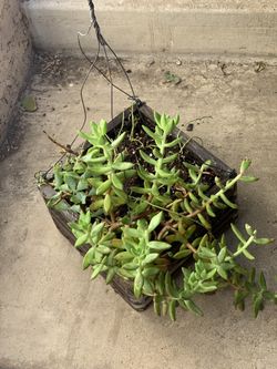 Succulents