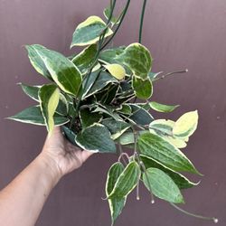 6” Hoya Macrophylla