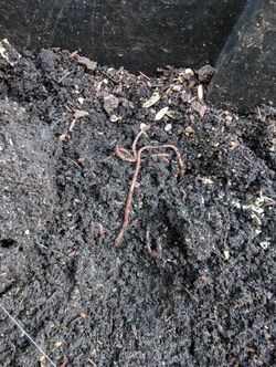 Worm Casting Compost