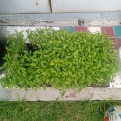 Chile Jalapeño, Pepper Jalapeño 