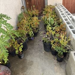 Mix Plants- $3 Each -1 Gallon Minimum 5 