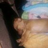Lizeth