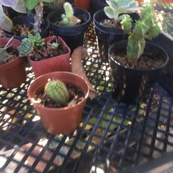 Cactus