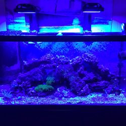 90 Gallon Reef Aquarium 