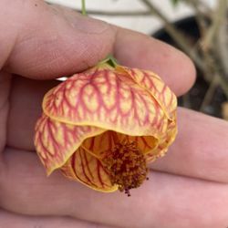 Chinese Lantern Blooming Tree, 6 Feet Tall In 5 Gallons Pot This Plant Blooms All Year Round  