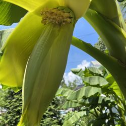 Banana Tree /plant