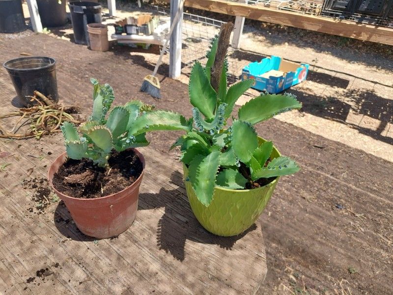 Mala Madre Plant