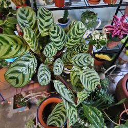 Prayer Plant 