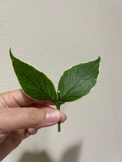Hoya Albo Polyneura plant CUTTING