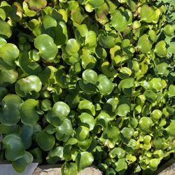 Pond Hyacinth Plants