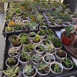 ONE  DOLLAR $1 SUCCULENTS   $1  $1  $1  $1  $1  $1  $1  $1    GREAT PARTY FAVORS 