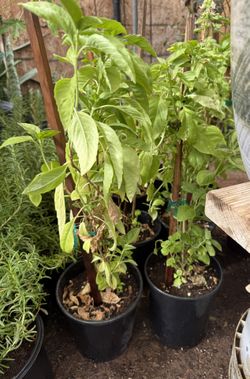 Basil 🌿 Or Albacar $12 Each Price Firm
