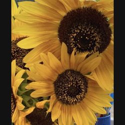 Sunflower Seeds