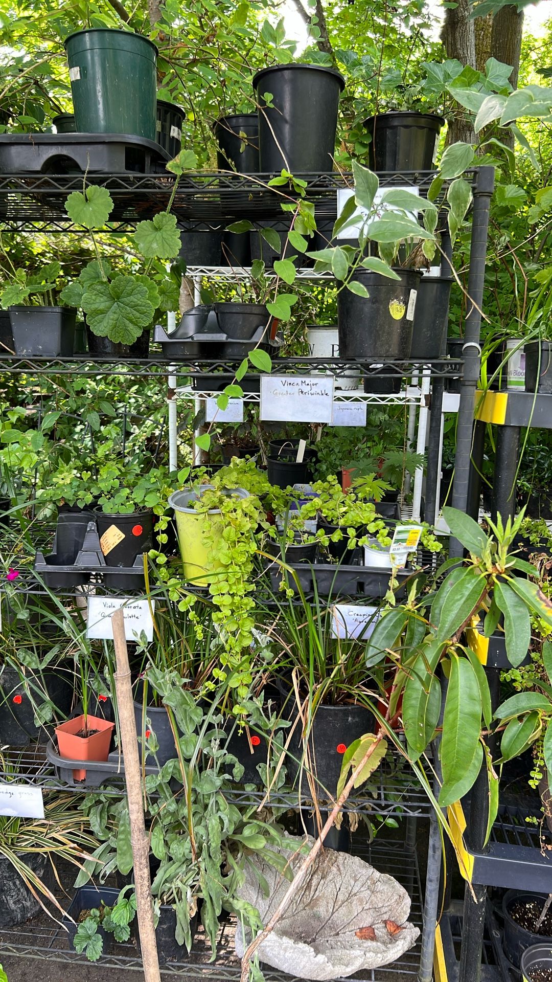 Perennial plants.